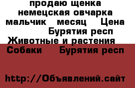 продаю щенка немецская овчарка мальчик 1 месяц. › Цена ­ 7 000 - Бурятия респ. Животные и растения » Собаки   . Бурятия респ.